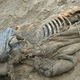 Image for article titled An 11 year-old boy has discovered one of the most exquisitely preserved wooly mammoths ever
